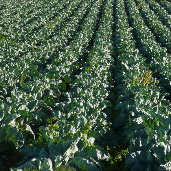 Fooding - Bretagne | Fous de choux| La Sterne - magazine breton.