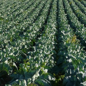 carnet breton - LA STERNE MAGAZINE