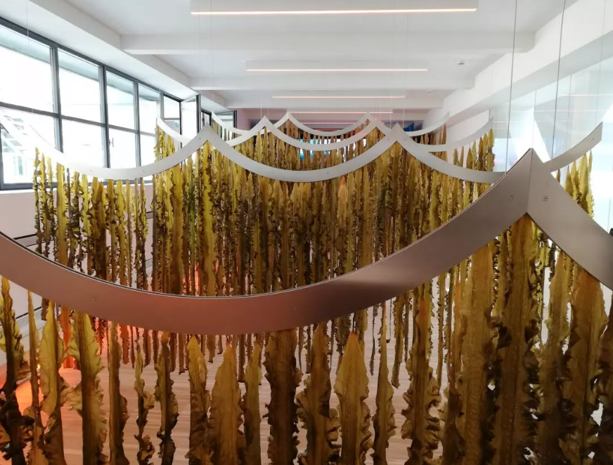 Stock d'algues récoltées par la designer bretonne Violaine Buet.
La Sterne magazine - Bretagne.