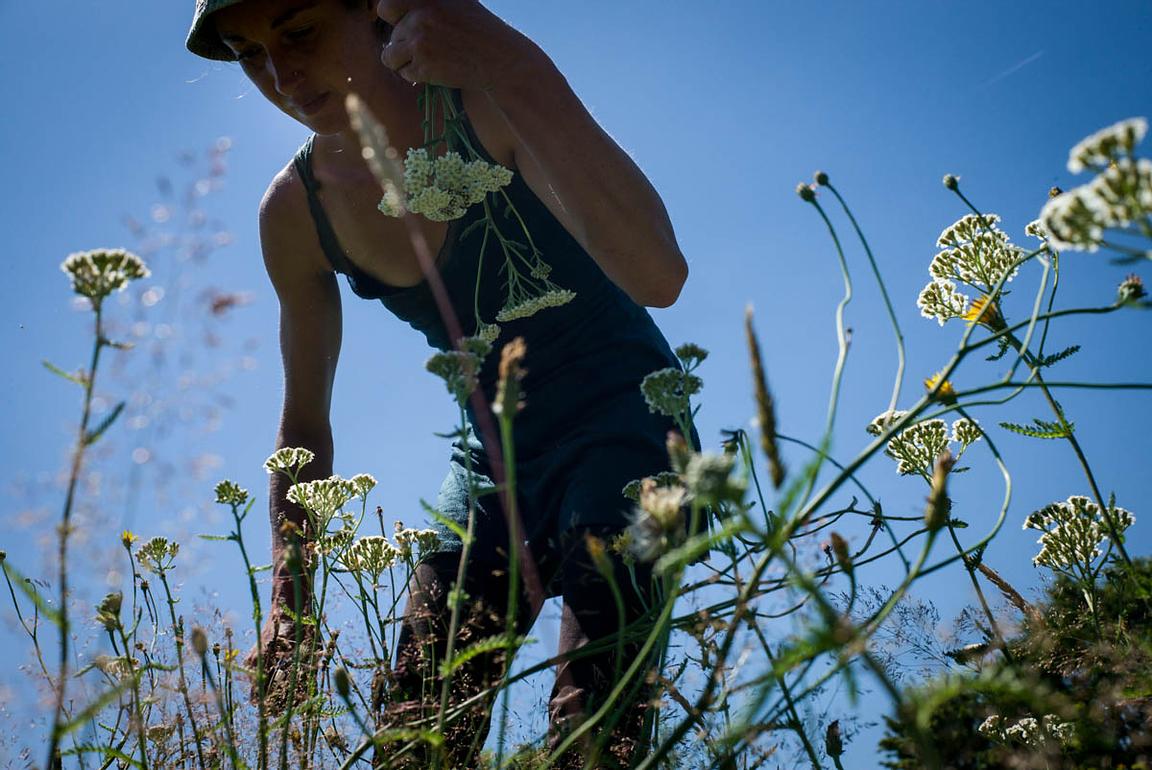 La Sterne magazine dresse le portrait d'une bretonne à l'énergie hors norme : Anaïs Kerhoas, paysanne et semeuse de plantes médicinales en Bretagne, créatrice des Tisanes d'Anaïs.