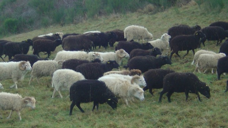 Moutons de Ouessant ｜ La Sterne magazine.