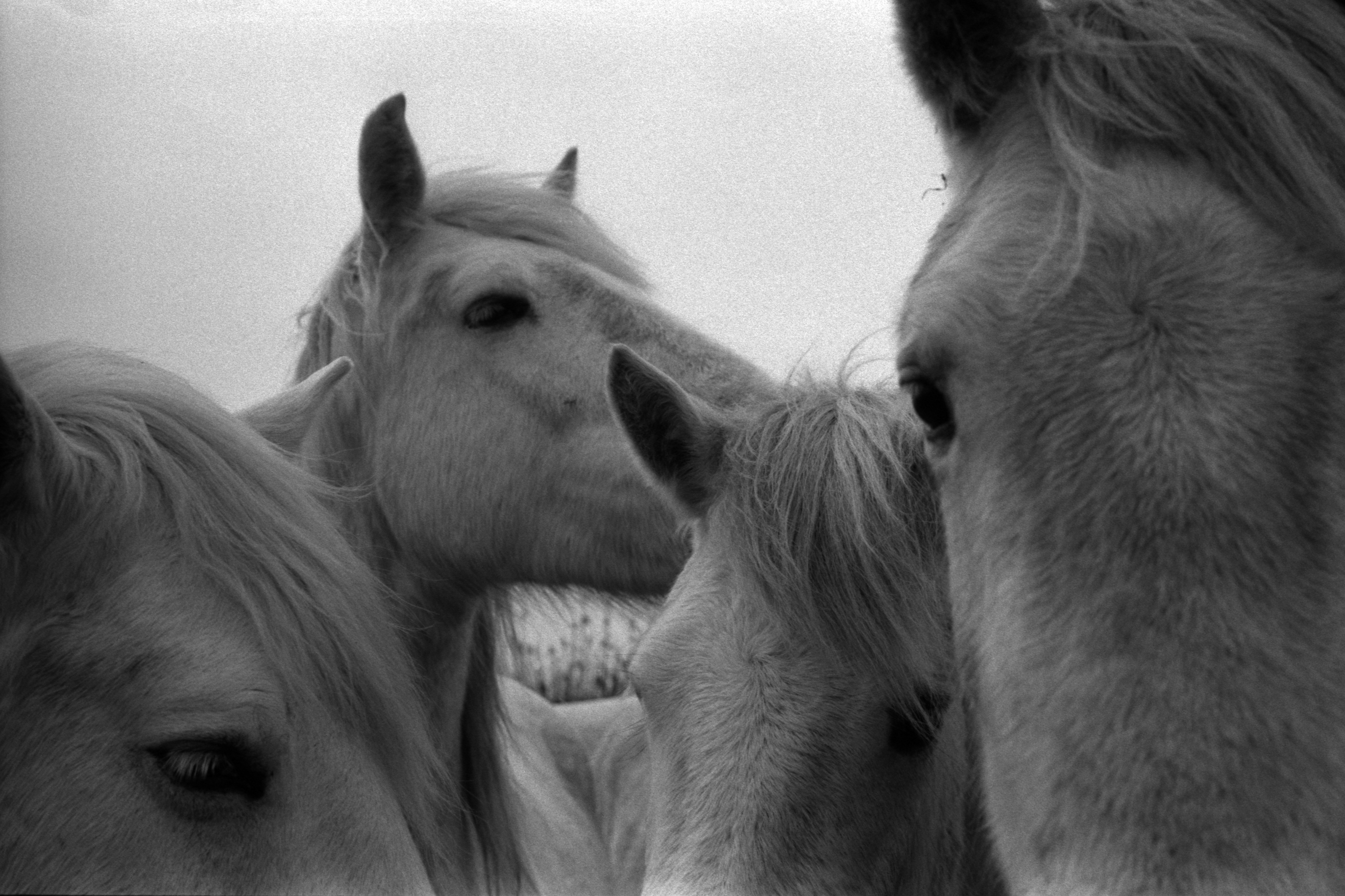 FESTIVAL PHOTO LA  GACILLY - 1826–2026 — La photographie, une aventure française - La Sterne magazine
