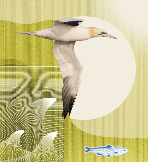 Studio Idaë - Isabelle Daëron - BCE
Billets européen, motifs oiseaux finaliste.