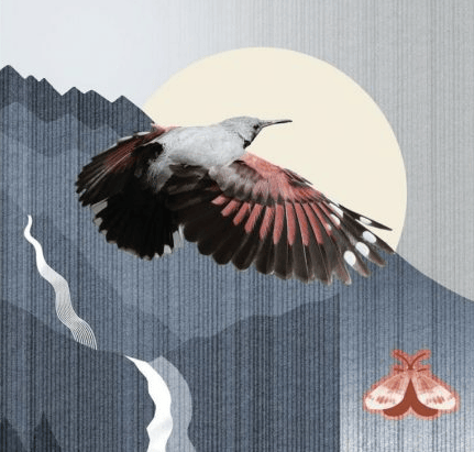 Studio Idaë - Isabelle Daëron - BCE
Billets européen, motifs oiseaux finaliste.